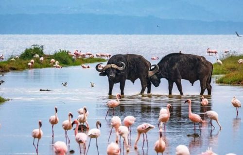 Lake Nakuru National Park