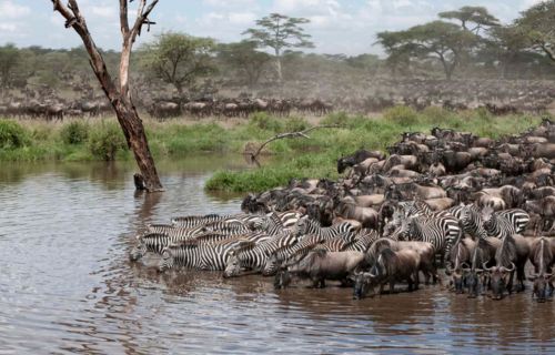 Wildlife in Masai Mara National Reserve